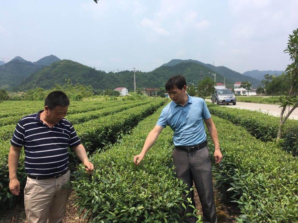 20190614牌楼镇组织部分人大代表赴石台县考察茶叶基地建设.jpg